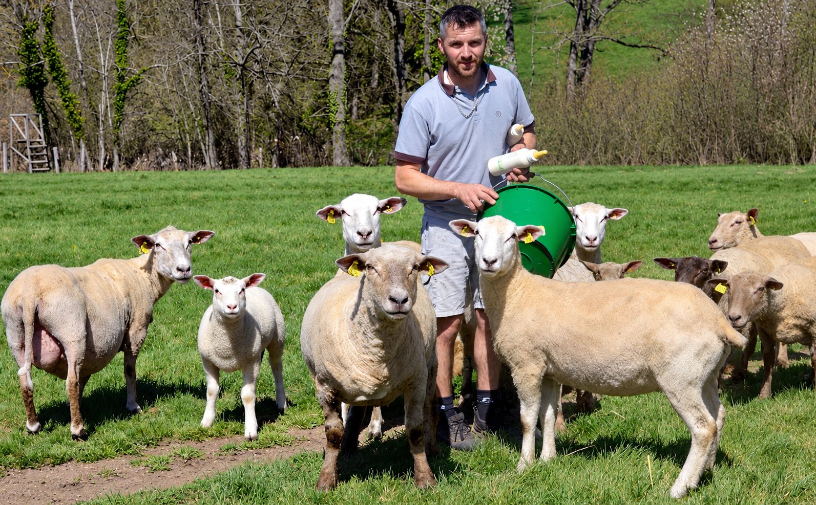 Un éleveur tenant un biberon et un seau vert se tient dans un pré au milieu d’un troupeau de moutons et d’un agneau.