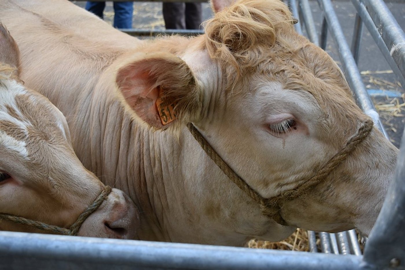 Gros plan sur deux vaches de couleur crème munies d’un licol en corde, derrière des barrières métalliques, avec une boucle d’oreille orange portant le numéro 51.